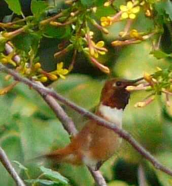 Ribes aureum var. gracillimum, Golden Currant, flowers, being visited by a Rufous Hummingbird.  - grid24_12