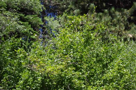 Corylus cornuta californica, Western Hazelnut in the Sierras. This was a 30 ft. tree in a little forest of Hazel nuts. - grid24_12