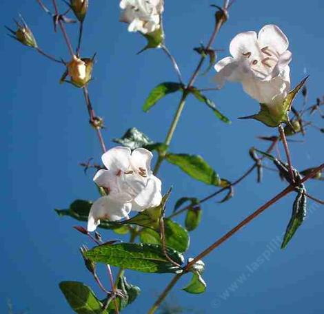 Lepechinia ganderi with its white flowers. - grid24_12