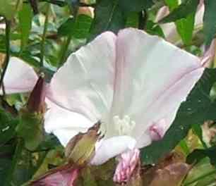This Calystegia macrostegia has fused petals - grid24_12 This Calystegia macrostegia has fused petals - grid24_12