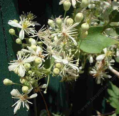 Western White Clematis, Clematis ligusticifolia looks like a vine with white fireworks. - grid24_12