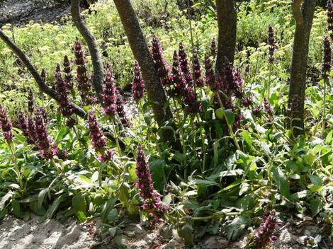 A clump of Salvia spathacea, Hummingbird Sage as groundcover under Desert Willow next to Sulfur Buckwheat. - grid24_12