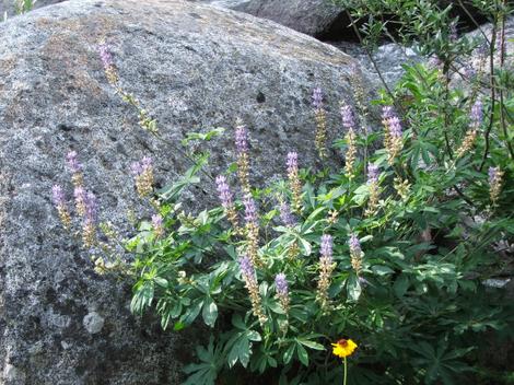 Lupinus polyphyllus - grid24_12