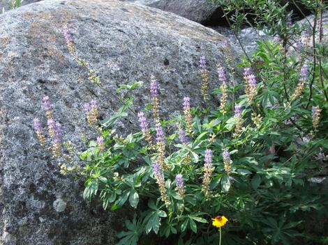 Lupinus polyphyllus - grid24_12