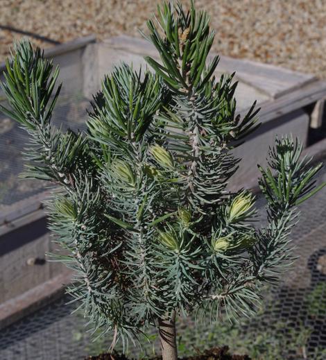 Pinus quadrifolia, Parry Pinyon, a very slow growing pine, in the nursery at Santa Margarita, California. - grid24_12