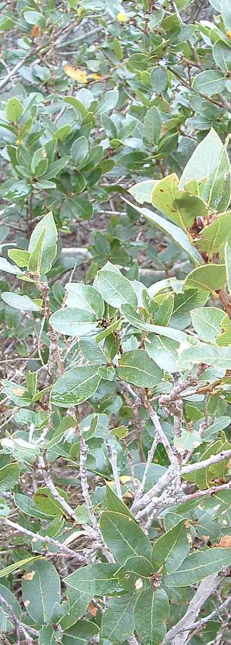 Quercus parvula - grid24_12