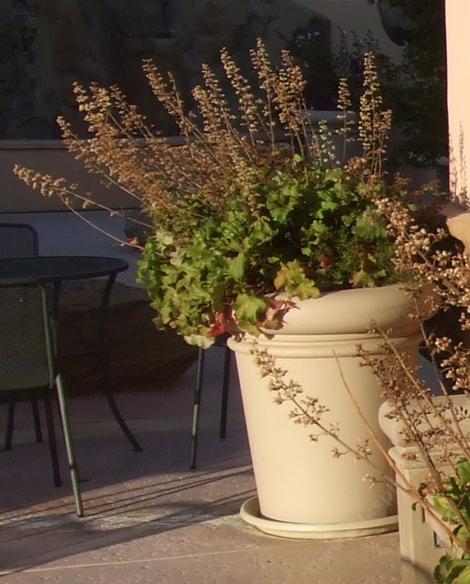 Heuchera maxima, Island Alum Root, seems to grow well in pots also, as shown in this photo taken near a storefront in San Luis Obispo, California.  - grid24_12