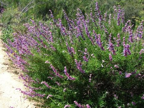 Trichostema lanatum, Woolly Blue Curls used to grow native through the Santa Monica Mountains, Santa Catalina Island, up through Thousand Oaks, Los Angeles, Riverside,  up to Monterey and south to San Diego.  - grid24_12