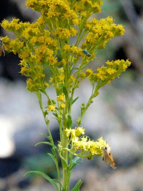 Solidago guiradonis,  GUIRADO'S GOLDENROD with skipper and bee. - grid24_12