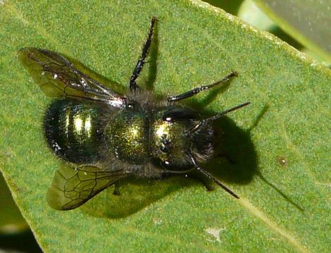 Mason bee resting in sun on manzanita flower - grid24_12