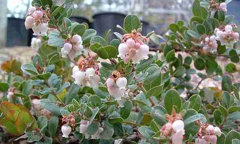 Danville manzanita flowers - grid24_12