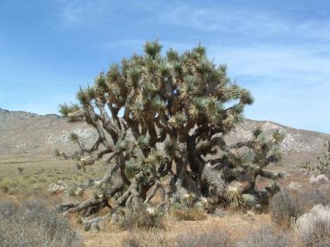 Joshua Tree, Yucca breviflora - grid24_12