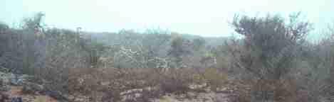 A picture of Los Osos coastal sage scrub in summer fog - grid24_12