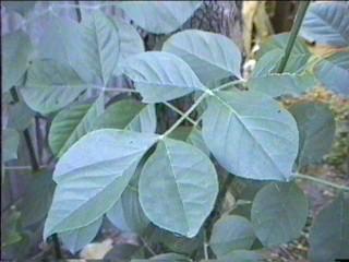 Fraxinus latifolia X velutina, Oregon X Velvet Ash, is a natural hybrid located where the two species meet. - grid24_12