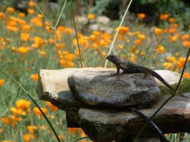 A fence lizard on the bird bath looking down onto a California Poppy. Small gardens can attract and support small wildlife. - grid24_12