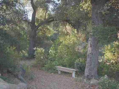 A garden bench under native Coast Live Oak  can create a natural setting in this California garden example. - grid24_12