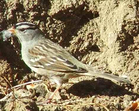 White crowned Sparrow - grid24_12