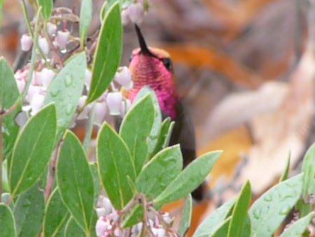A Male Anna's Hummingbird on Arctostaphylos Sentinel - grid24_12