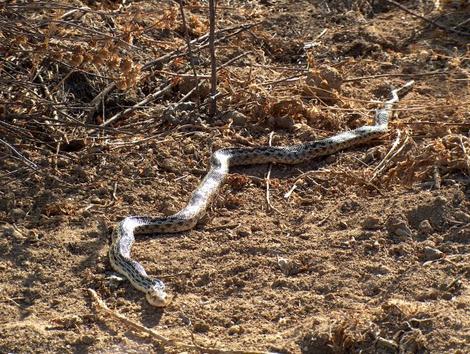 Gopher snake, Pituophis catenifer catenifer - grid24_12