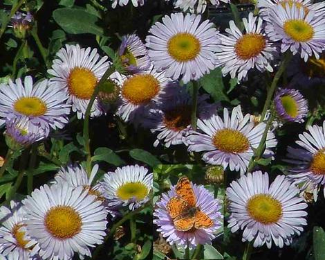 Erigeron glaucus Cape Sebastian Seaside Daisy  with a butterfly - grid24_12