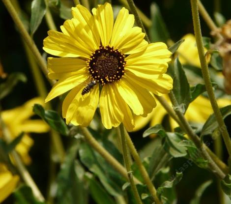 Encelia californica - California encelia, California brittlebush, bush sunflower  - grid24_12