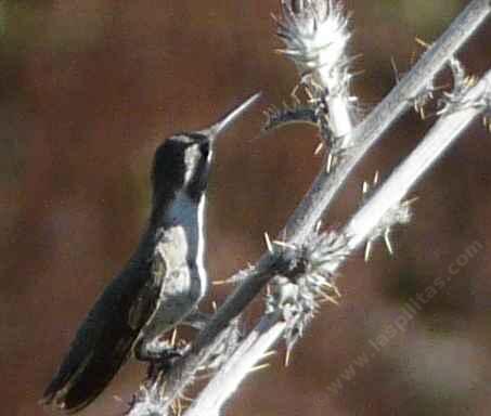 Costa Hummingbird working a thistle - grid24_12