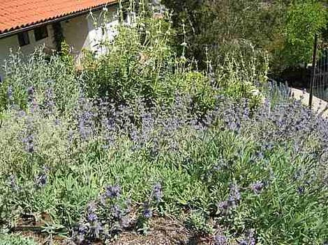 Salvia gracias as a  non-irrigated ground cover  in San Luis Obispo - grid24_12
