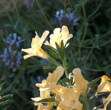 California native plants are BEAUTIFUL. If this photo looks familar it's probably the most ripped off image on the web, and it's ours.. - grid24_12