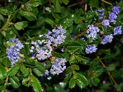 Heart's Desire is not as showy as some of the other Ceanothus, but the deer usually leave it along, it is hardy to maybe 10F, ok with some summer water, ok in 100 degree weather, but needs a little break from the sun. It is a moundy  ground cover. - grid24_12