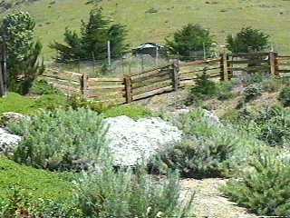 A native landscaping along the coast with no water system - grid24_12