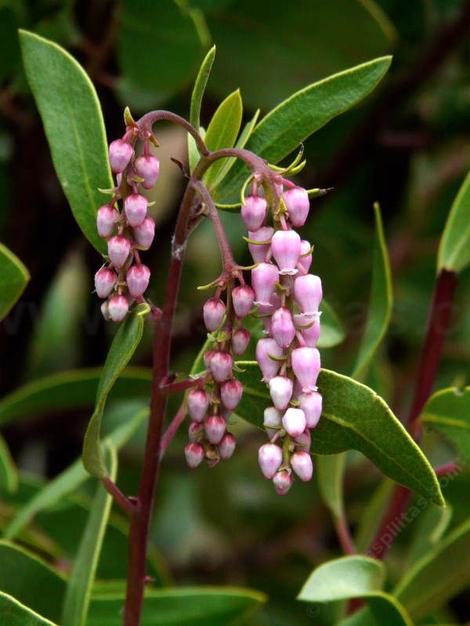 Green leaf manzanita, Arctostaphylos patula flowers are pink in small grape like clusters. - grid24_12