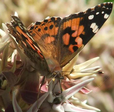 A Painted lady butterfly on a Showy Milkweed - grid24_12
