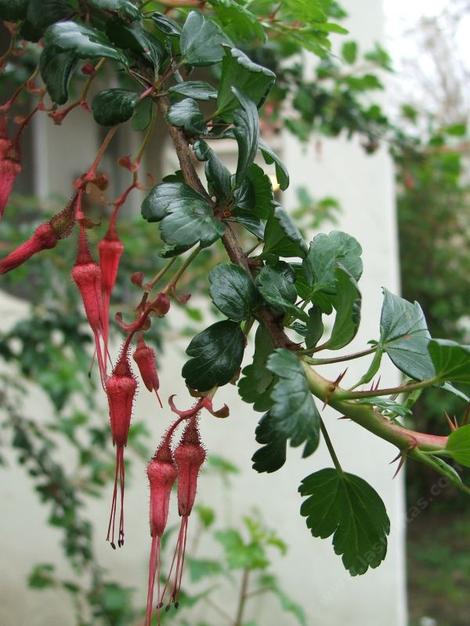 Ribes speciosum, Fuchsia-Flowered Gooseberry, here showing wonderful contrast between the red flowers, shiny green leaves, and the white plaster 1940's era house wall in King City, California.     Fuchsia Flowered Gooseberry   grows well in  much of California, Oregon, and coastal Washington, but it is native from about San Jose, south.          - grid24_12