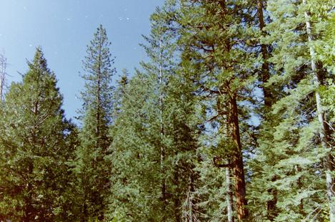 an old photo of a Douglas Fir forest - grid24_12