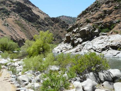 Cephalanthus occidentalis, California Buttonwillow, in the foreground, growing along the Kern River, in the narrow Kern Canyon, of Kern county, California.  - grid24_12