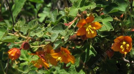 Fremontodendron californicum decumbens, Dwarf Flannel bush or Apricot flower - grid24_12
