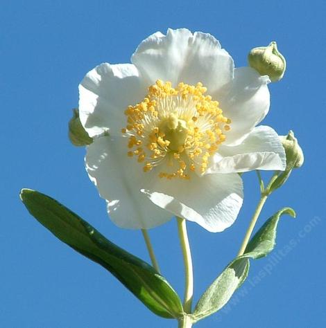 Carpenteria californica, Bush anemone flowers - grid24_12