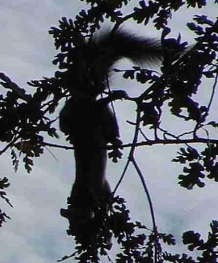 Circus squirrel? Nope, just a tree squirrel getting a valley oak - grid24_12