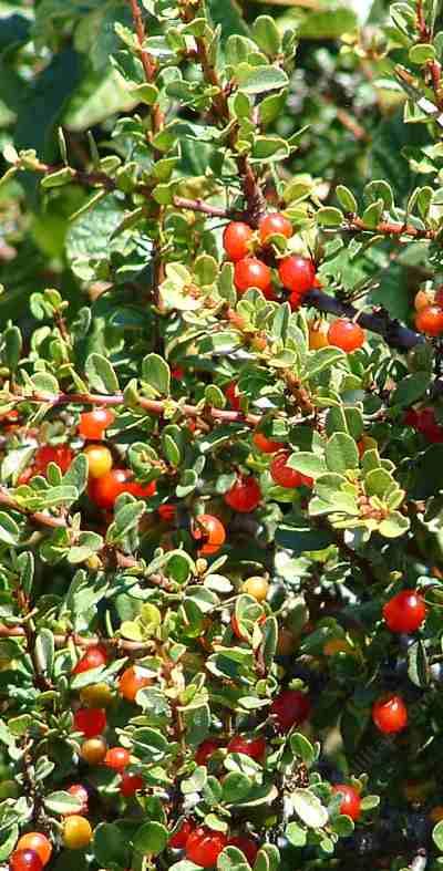 Rhamnus crocea, Redberry - grid24_12