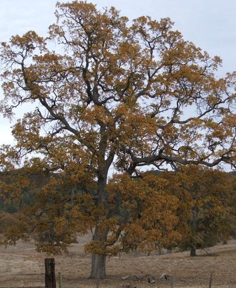 Quercus lobata, White Oak with fall color.