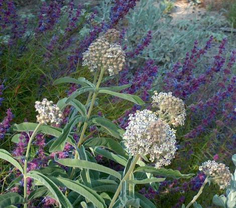 Asclepias eriocarpa Monarch Milkweed, woollypod milkweed, Indian milkweed, and kotolo, next to Woolly blue curls - grid24_12