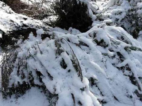 Big Basin Sage, Artemesia tridentata lays flat in the snow. - grid24_12