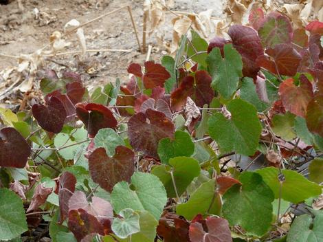 Vitis californica, California Grape showing some fall color. - grid24_12