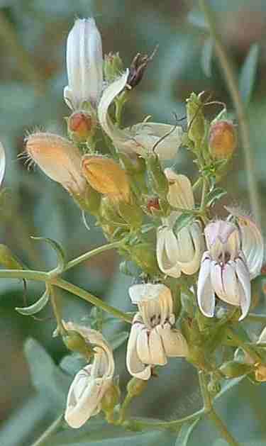 Keckiella breviflora, Yawning Penstemon, is so pale, with purple lines, and ranges from the valley to the mountains of California.  - grid24_12