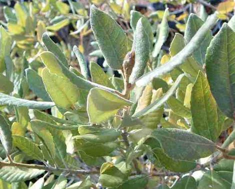 Tan oak, Lithocarpus leaves - grid24_12