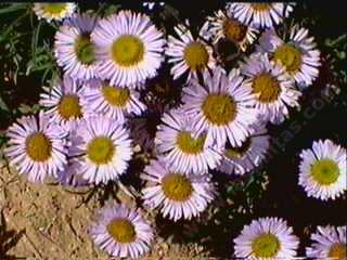 Erigeron Wayne Roderick works very well in a container or in a small garden. - grid24_12