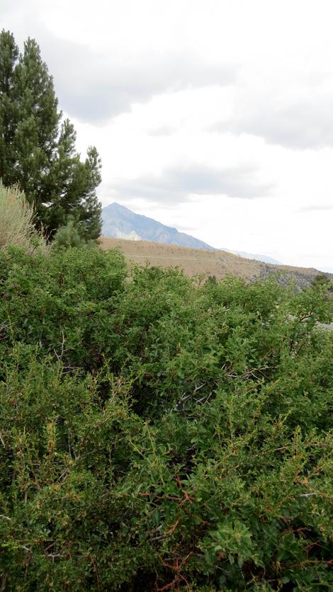 Ceanothus velutinus in the Eastern Sierras - grid24_12