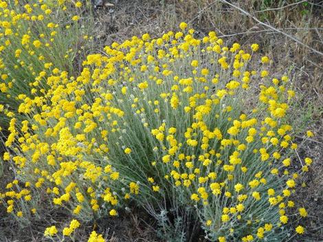 Eriophyllum confertiflorum, Golden Yarrow, is shown here in full flower in a sunny open area of the California chaparral. - grid24_12