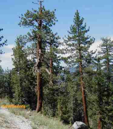 Yosemite Pines of a yellow pine forest - grid24_12