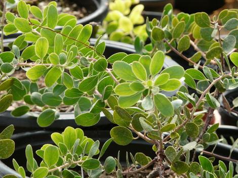 One of the forms of Arctostaphylos rudis, Shagbark manzanita is a groundcover, BUT it is SO slow it will cost a fortune to grow. - grid24_12